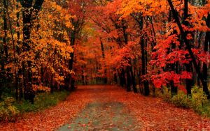 autumn-leaves-along-a-country-road